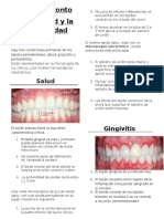 traduccion-periodonto