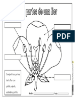 Partes de Una Flor Actividades