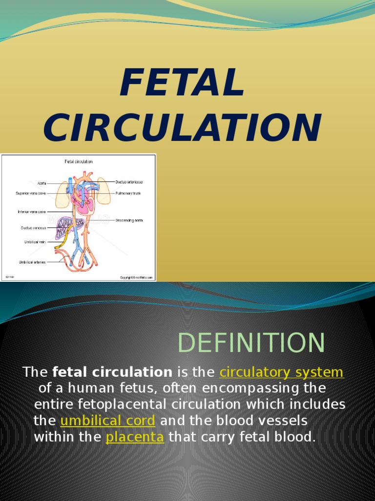Fetal Circulation | Circulatory System | Fetus