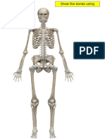 Skeletal System (Ss Email)