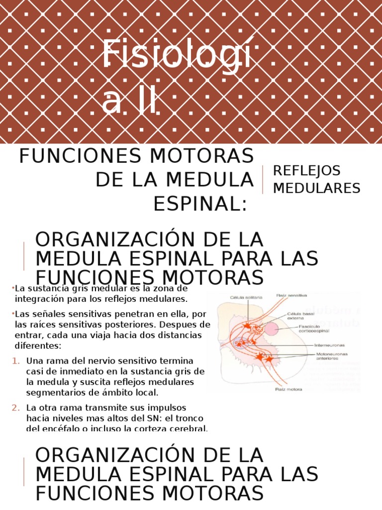 Funciones Motoras de La Medula Espinal Materia gris