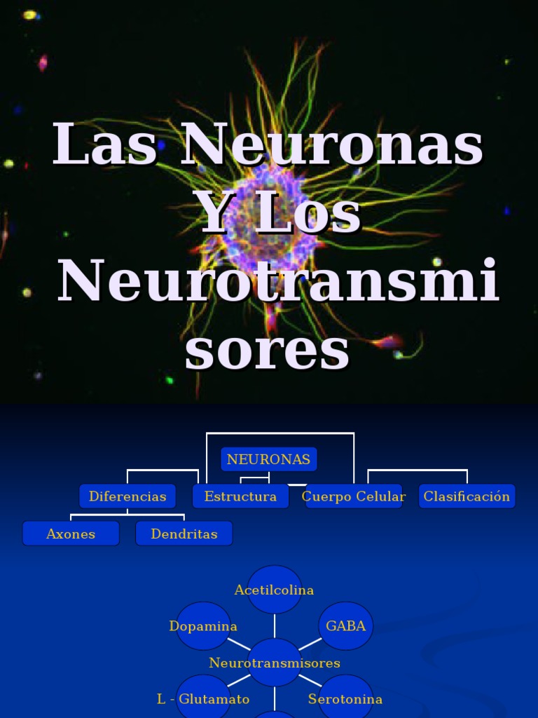 Estructura y Función de Neuronas | PDF | Sinapsis | Neurona