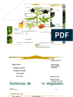 Clase 07 - Tejidos Vegetales