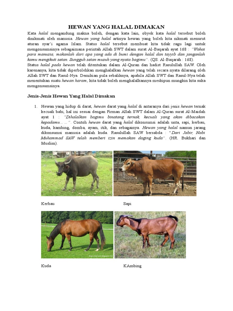 560 Gambar Hewan Yang Halal Untuk Dimakan Terbaru