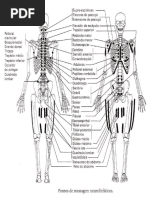 Pontos NeuroLinfaticos
