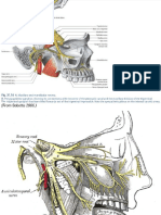 AnatomiaPterigoides.pdf