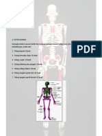Sistem Rangka Manusia PDF
