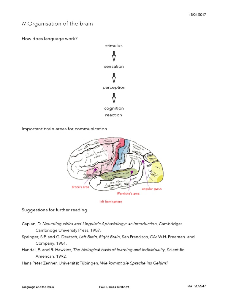 Language and The Brain | PDF