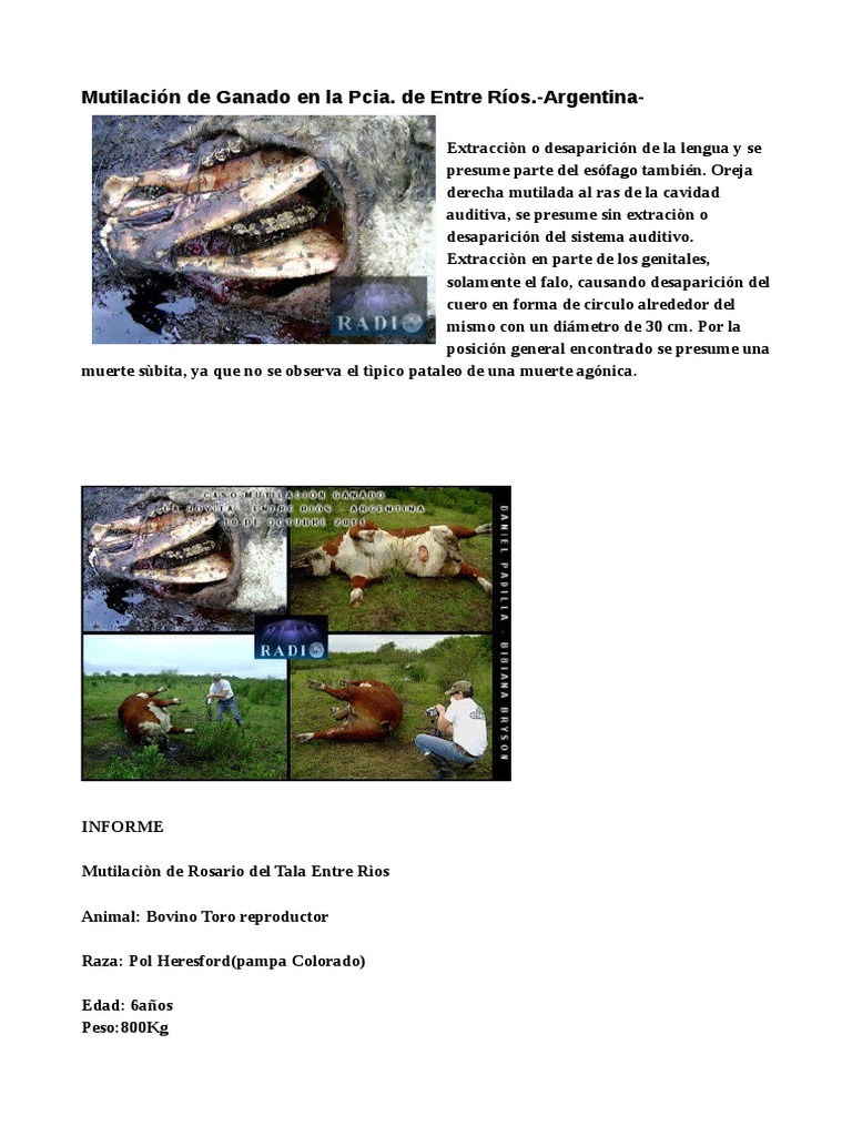 Mutilacion de Ganado Ensayo 2 PDF Vacas Naturaleza