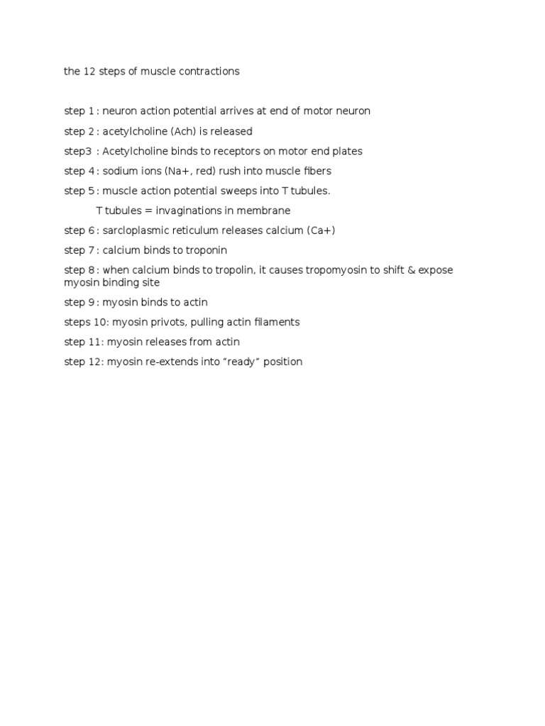 12 Steps of Muscle Contraction | PDF | Muscle Contraction | Myocyte