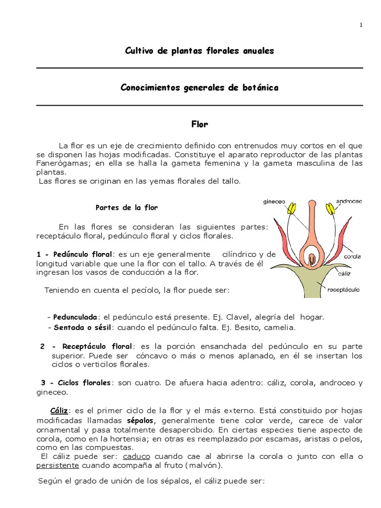 Partes y funciones de la flor | PDF | Flores | Plantas de jardín