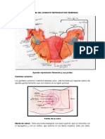  Aparato Resproductor Femenino