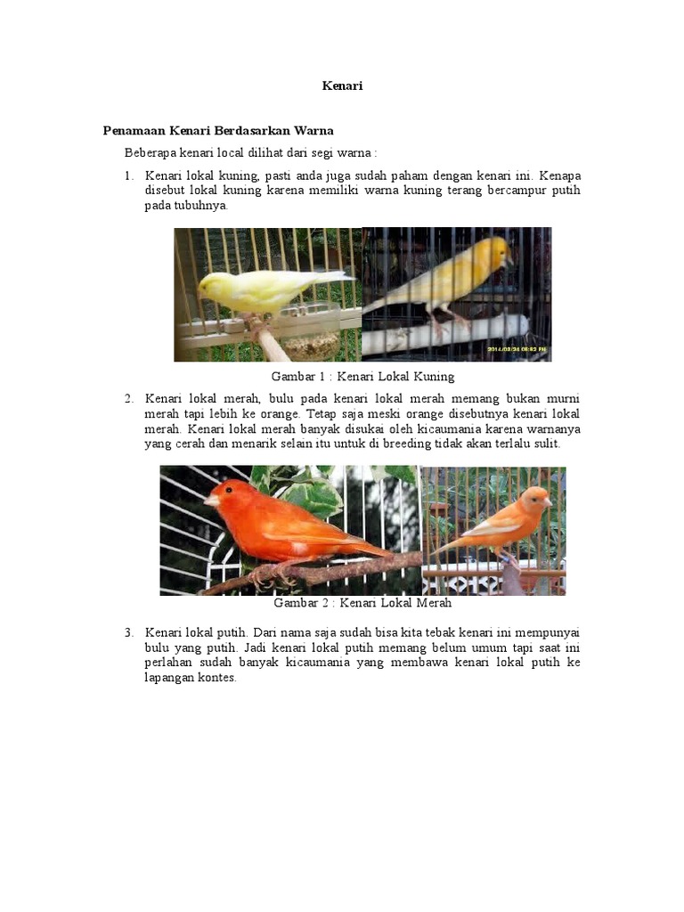 Foto Ternak Kami – Yoshua Kenari Sragen, image size:768x1024