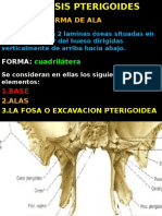 Apofisis pterigoides: alas óseas de la mandíbula