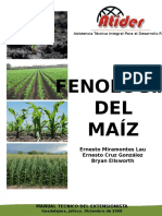 Guía fenológica del maíz: etapas de crecimiento y reproducción