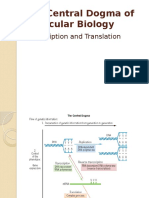 The Central Dogma of Molecular Biology: Transcription and Translation