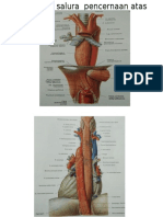 Anatomi Salura Pencernaan Atas