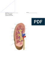 Diagrama Renal