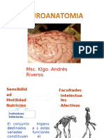 Clase 1 Generalidades Neuroanatomia Udec 2017