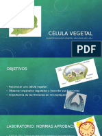 Célula Vegetal l01
