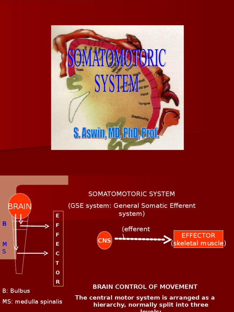 Truncus Cerebri and Motor Control | PDF