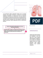 Histologia de Pleura y Drenaje Pleural