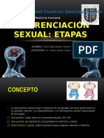 Diferenciación sexual: Etapas genética, gonadal y fenotípica