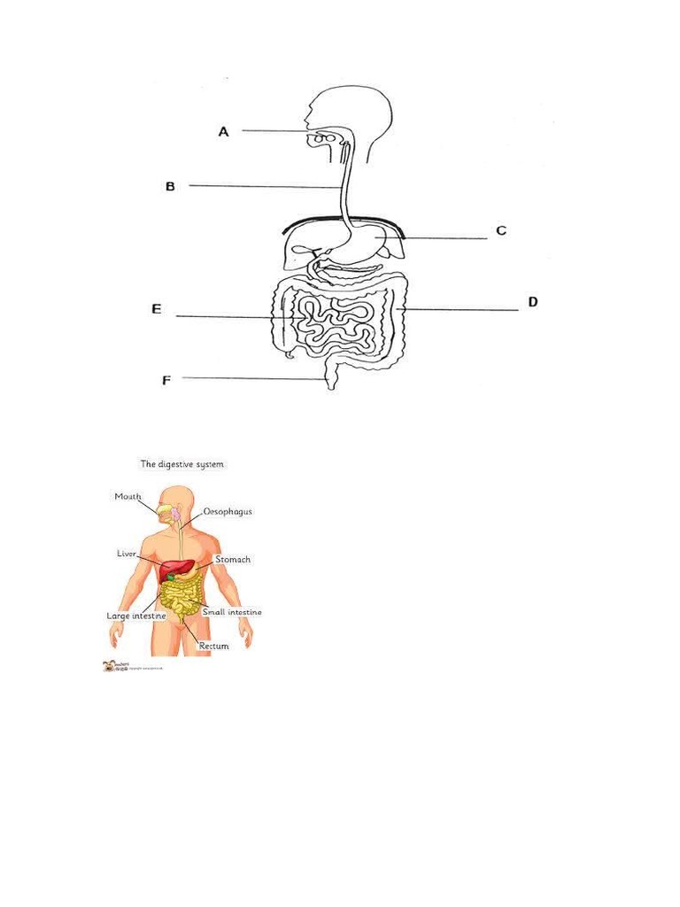 Digestive System Parts and Functions Human Digestive