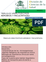 Bacilos Gran Positivos Aerobios Y Facultativos.pptx