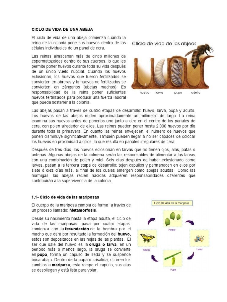Ciclo de Vida de las Abejas | PDF | Abejas | Lepidópteros