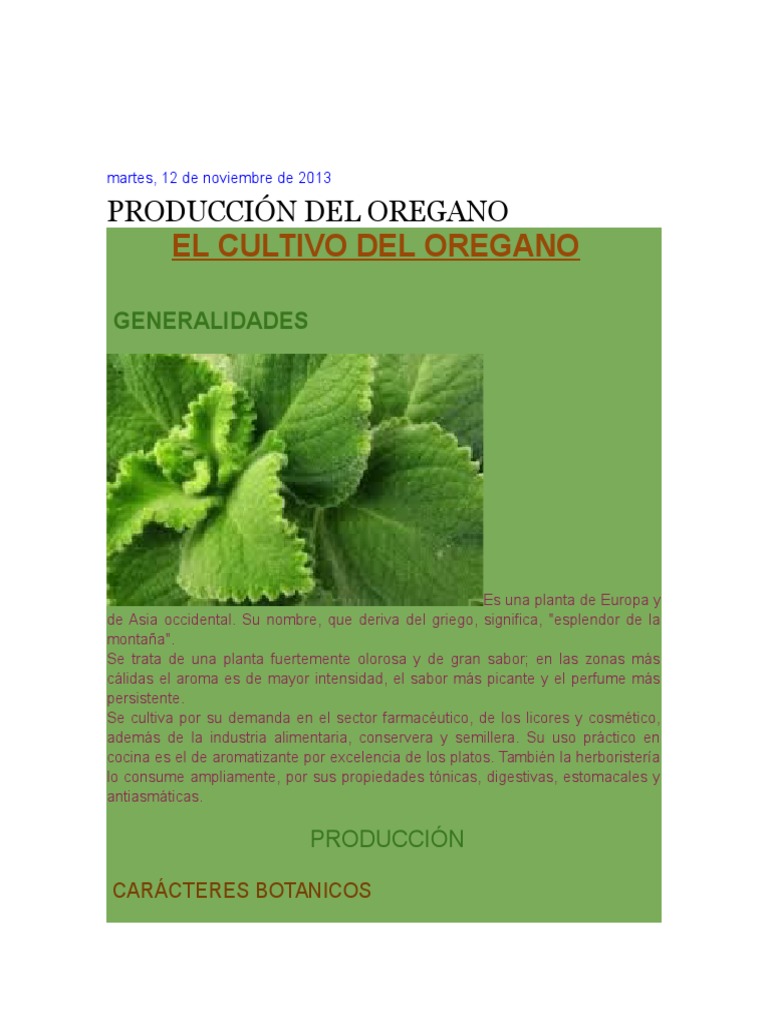 Cultivo Hidroponico De Oregano