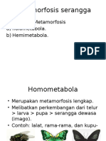 Metamorfosis Serangga