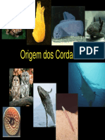 Aula_1_-_Origem_dos_Cordados_I.pdf