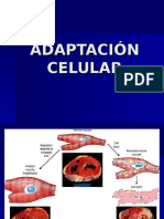 Adapt Ac ion Celular