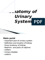 Anatomy of Urinary System