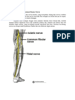 Lateral Plantar Nerve