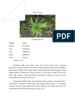 Blechnum SP