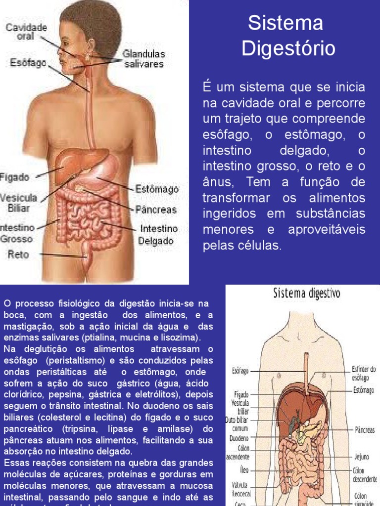 Doenças Do Sistema Digestivo | PDF | Gastroenterologia | Sistema digestivo, image size:768x1024