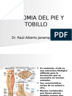 Anatomia Del Pie y Tobillo