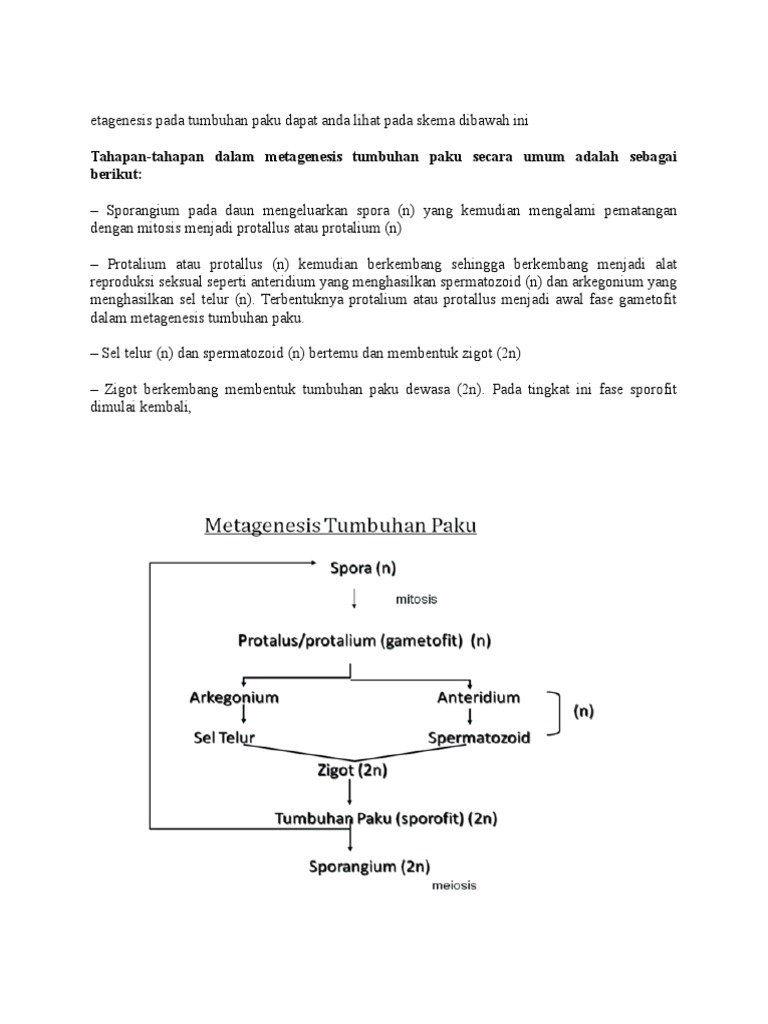 Tumbuhan Paku