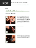 Cow Eye Dissection Guide and Instructions | PDF | Eye | Anatomy