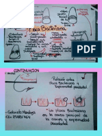 Mapa Mental Placa Bacteriana y Formacion