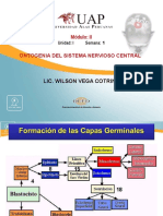 2. ONTOGENIA DEL SNC.ppt