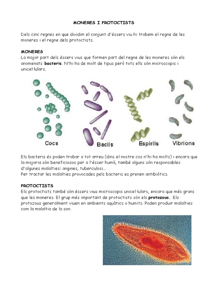 Moneres I Protoctists | PDF