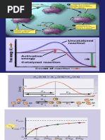 Aula de Enzimas e Bioenergética2