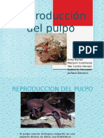 Reproducción Del Pulpo