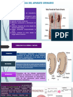 Pregunta 1 y 2 Seminario Sist Urinario