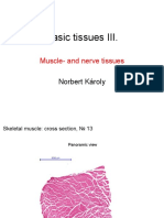 Basic Tissues III.: Muscle-And Nerve Tissues