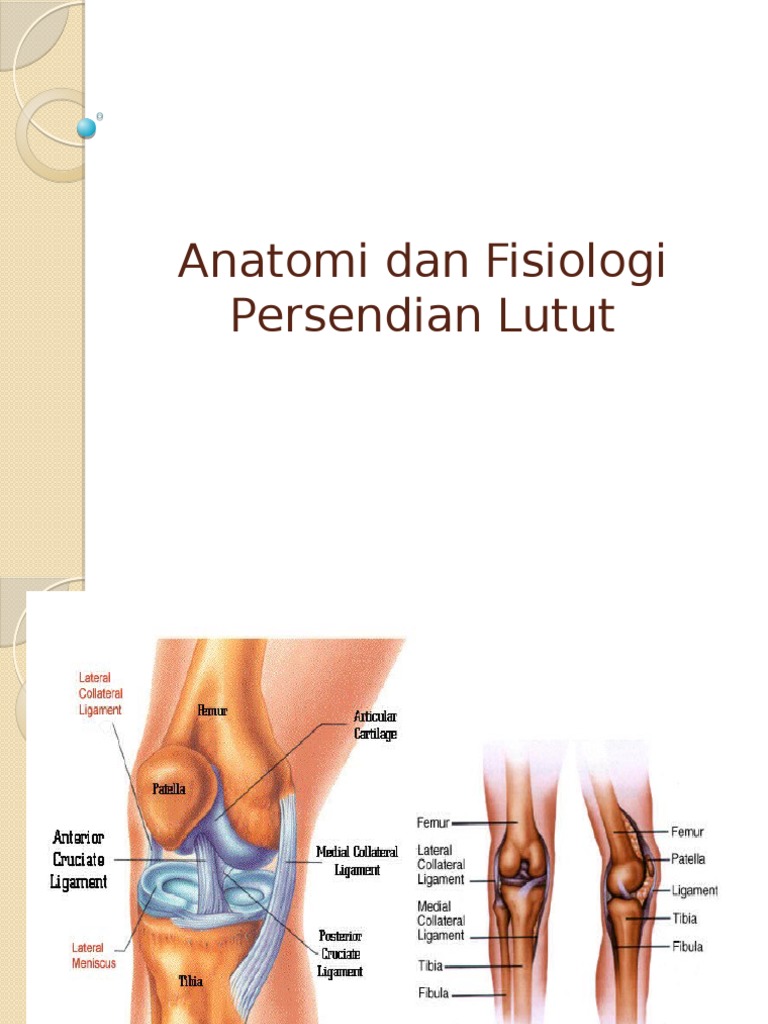 Anatomi Dan Fisiologi Sendi Lutut Pdf