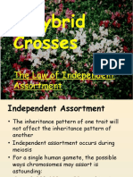 Dihybrid Crosses: The Law of Independent Assortment